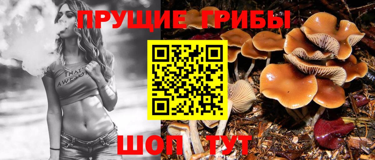 Псилоцибиновые грибы мицелий Тихорецк